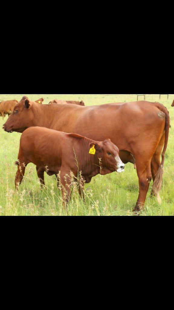 Criatório JAT BONSMARAS – Fazenda Santa Joana
