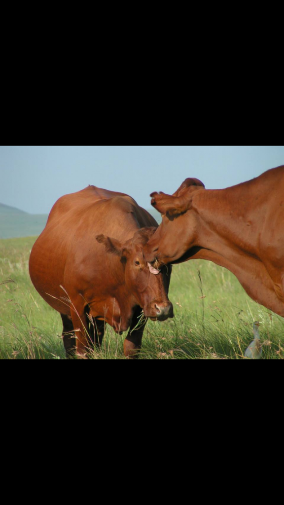 Criatório JAT BONSMARAS – Fazenda Santa Joana