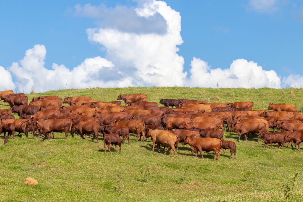 Criatório JAT BONSMARAS – Fazenda Santa Joana