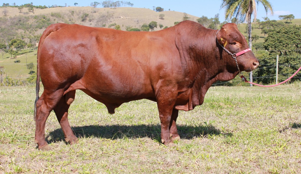 Criatório JAT BONSMARAS – Fazenda Santa Joana