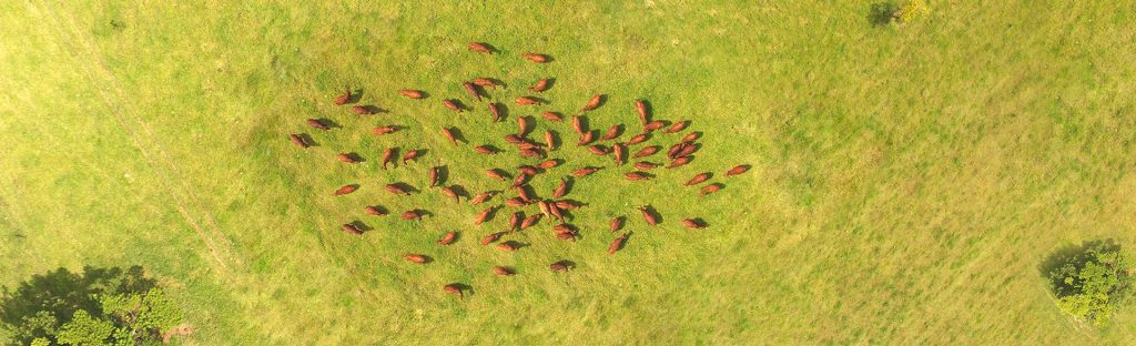 Criatório JAT BONSMARAS – Fazenda Santa Joana