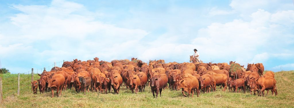 Criatório JAT BONSMARAS – Fazenda Santa Joana